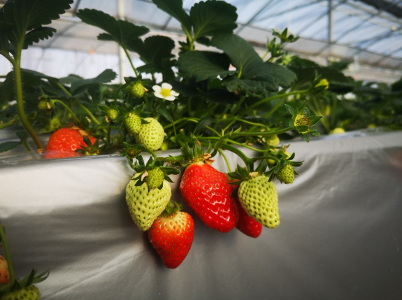 Strawberry breeding greenhouse at Jiangsu Academy of Agricultural Sciences (JAAS)